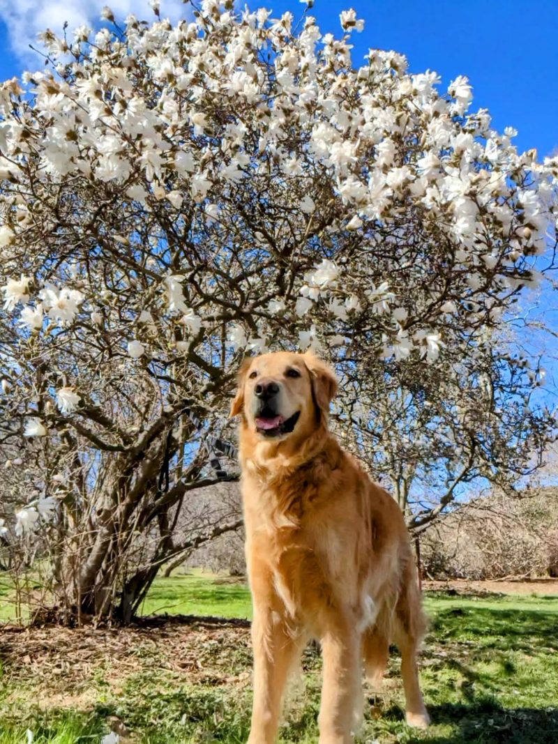 Golden Retriever under white blossoms