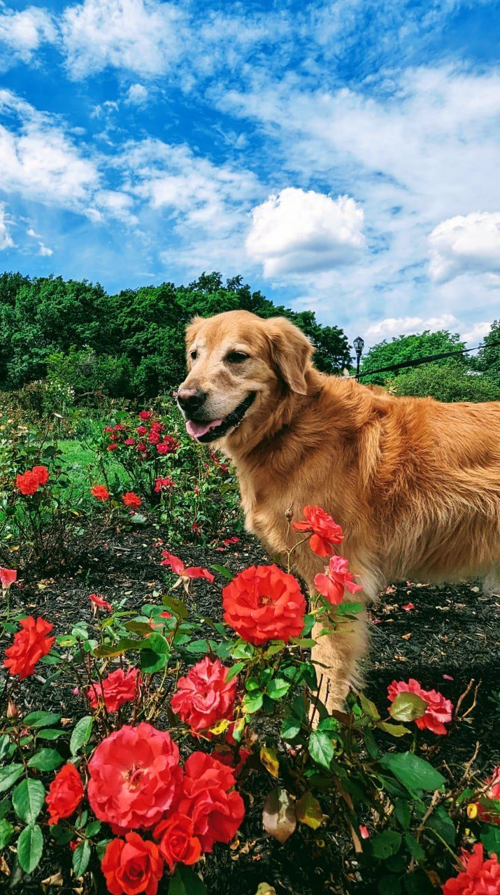 Golden Retriever portrait among red roses