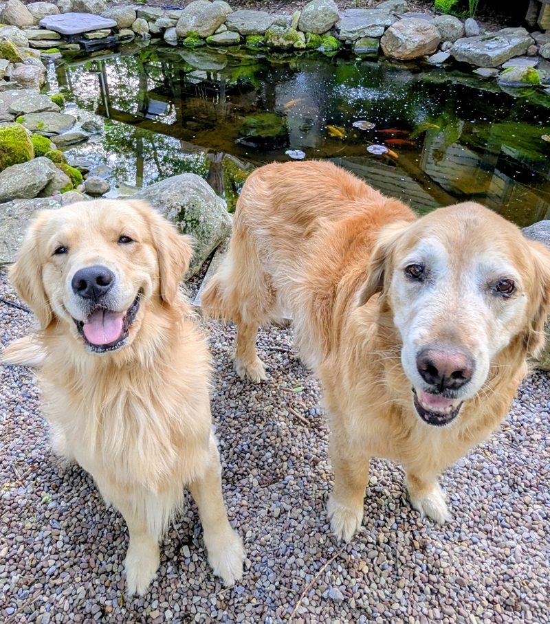 Two Golden Retrievers relaxing on the patio