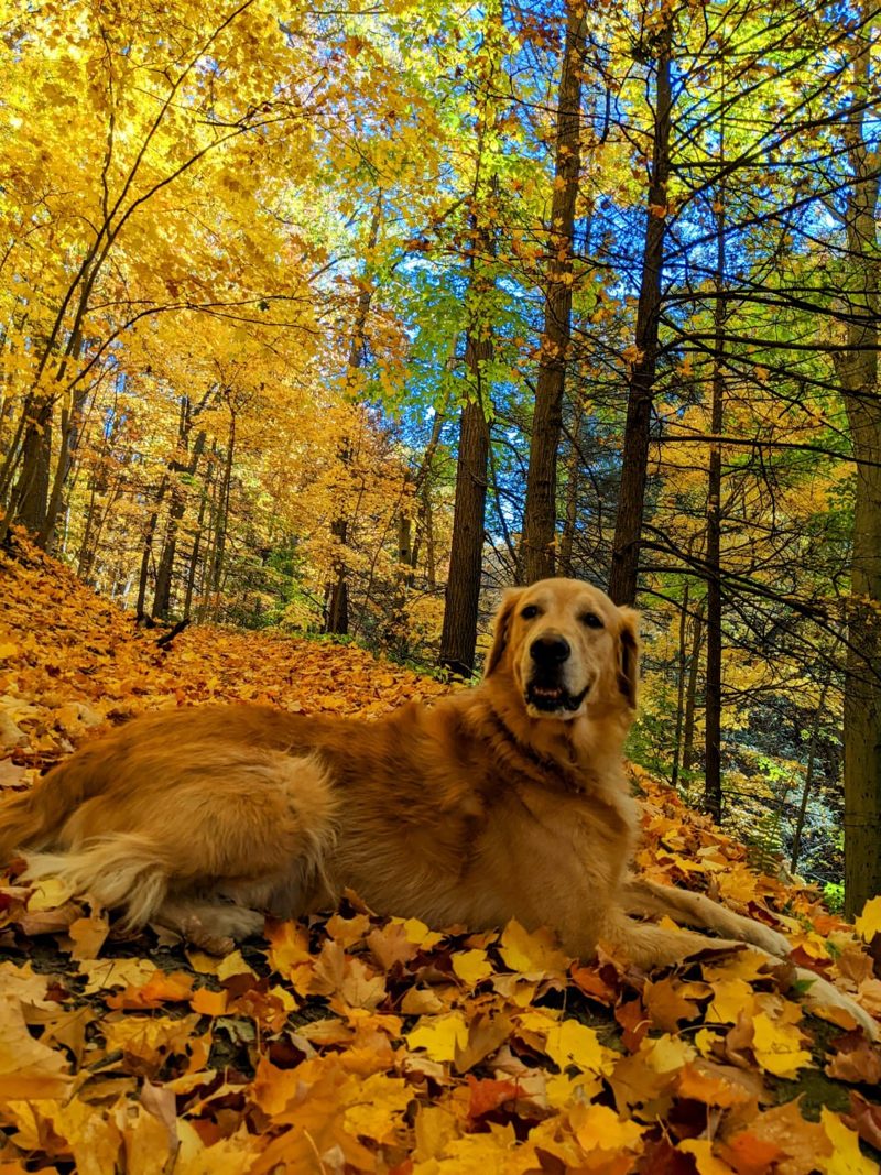 Golden Retriever in autumn leaves
