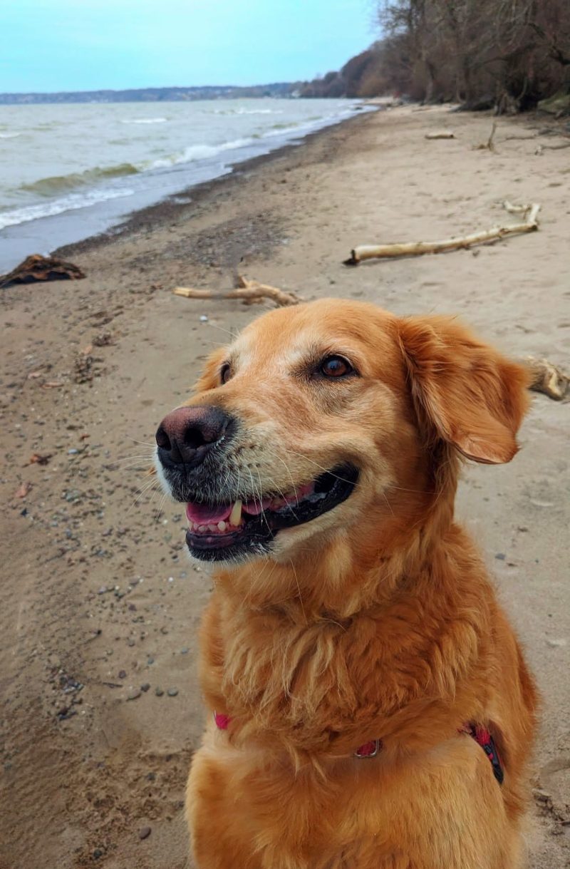 Golden Retriever smiling at the lakeshore