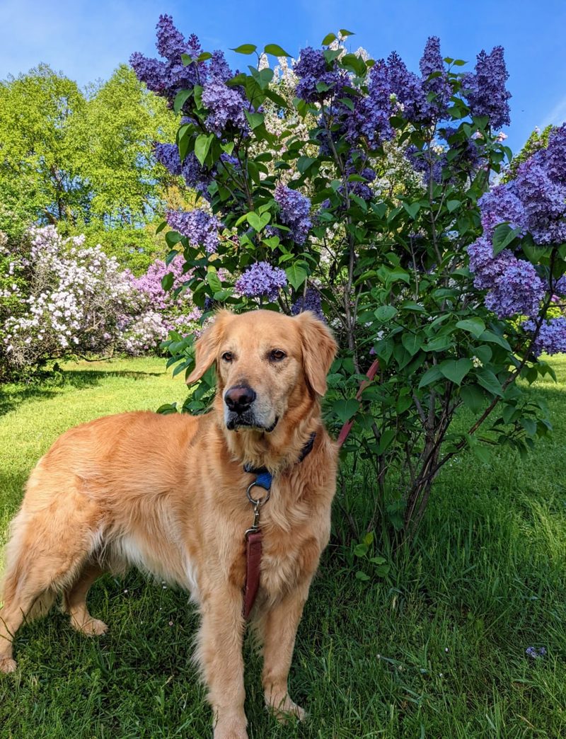 Golden Retriever in front of purple lilac blooms