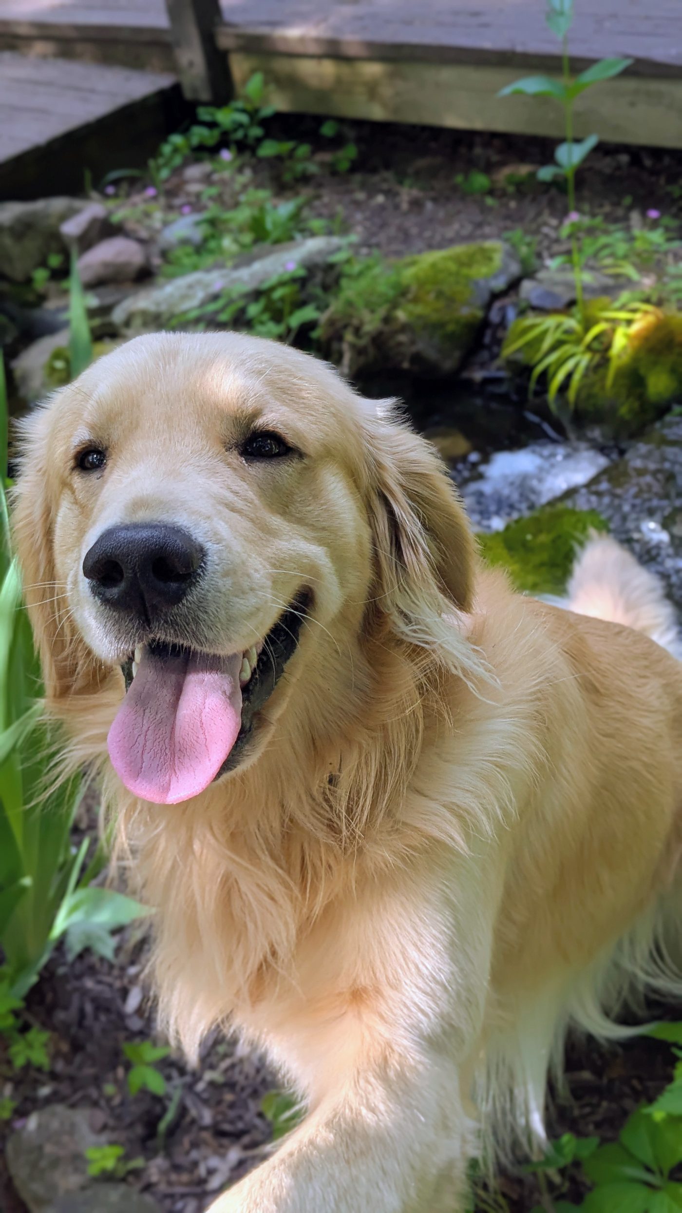 Golden Retriever smiling in soft green light